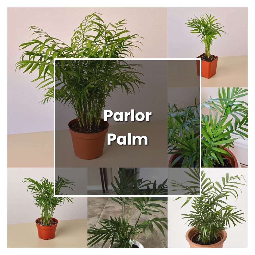 How To Grow Parlor Palm Plant Care And Tips Norwichgardener