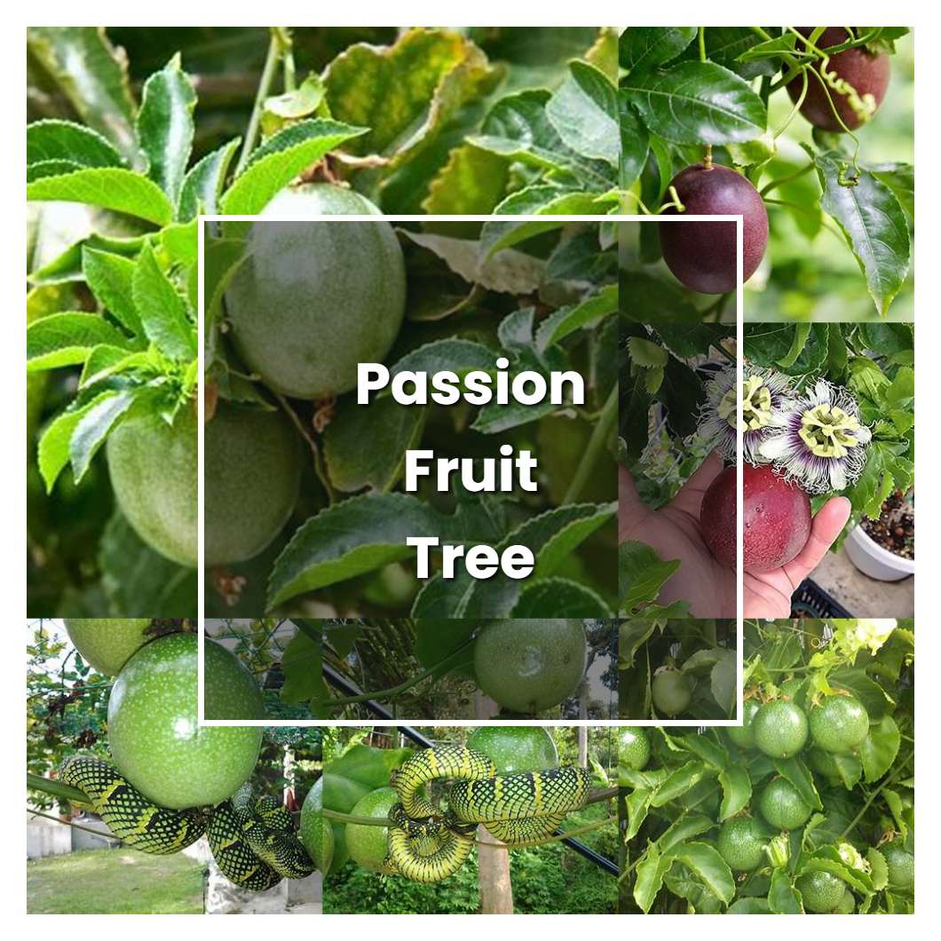 How To Grow Passion Fruit Tree Plant Care And Tips Norwichgardener 4890