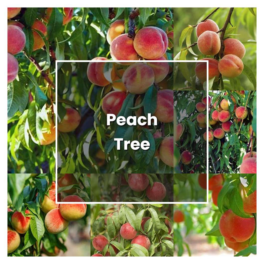 Peach Tree Care Calendar - Benni Beatrice