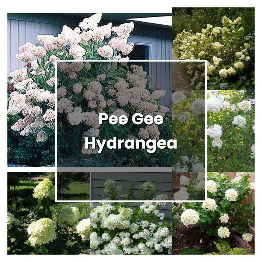 How to Grow Pee Gee Hydrangea - Plant Care & Tips | NorwichGardener