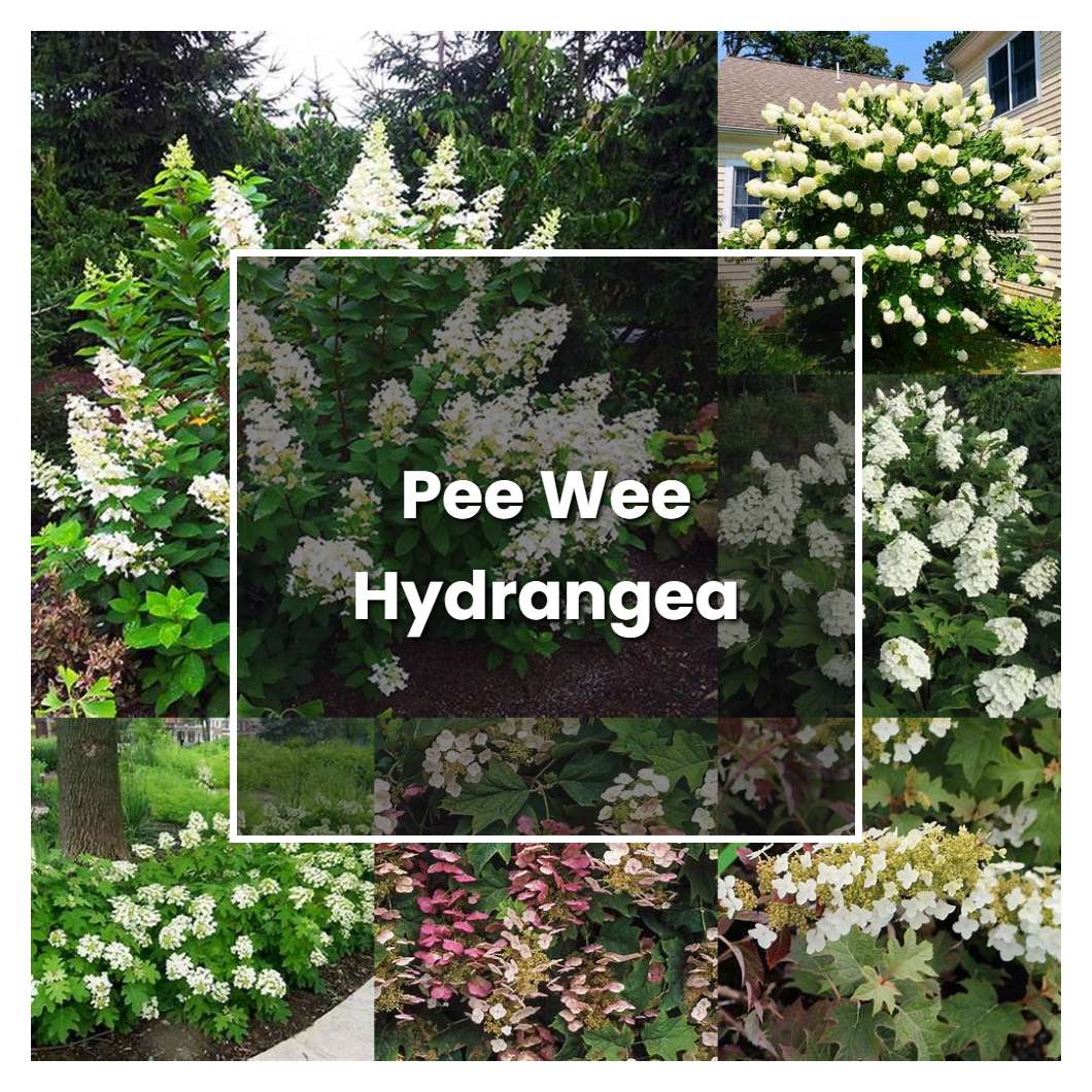 How to Grow Pee Wee Hydrangea Plant Care & Tips NorwichGardener