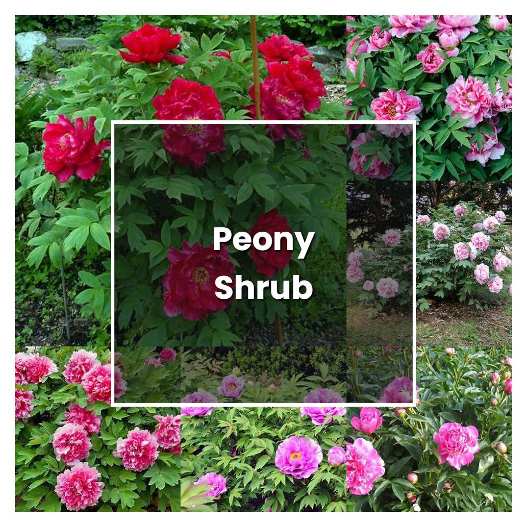 How To Grow Peony Shrub - Plant Care & Tips | NorwichGardener