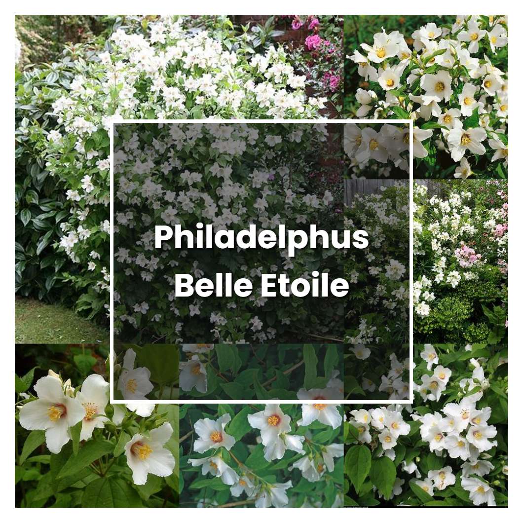 How to Grow Philadelphus Belle Etoile - Plant Care & Tips