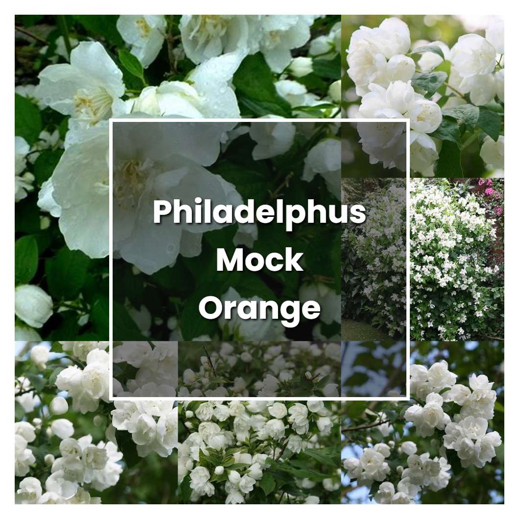 How to Grow Philadelphus Mock Orange - Plant Care & Tips