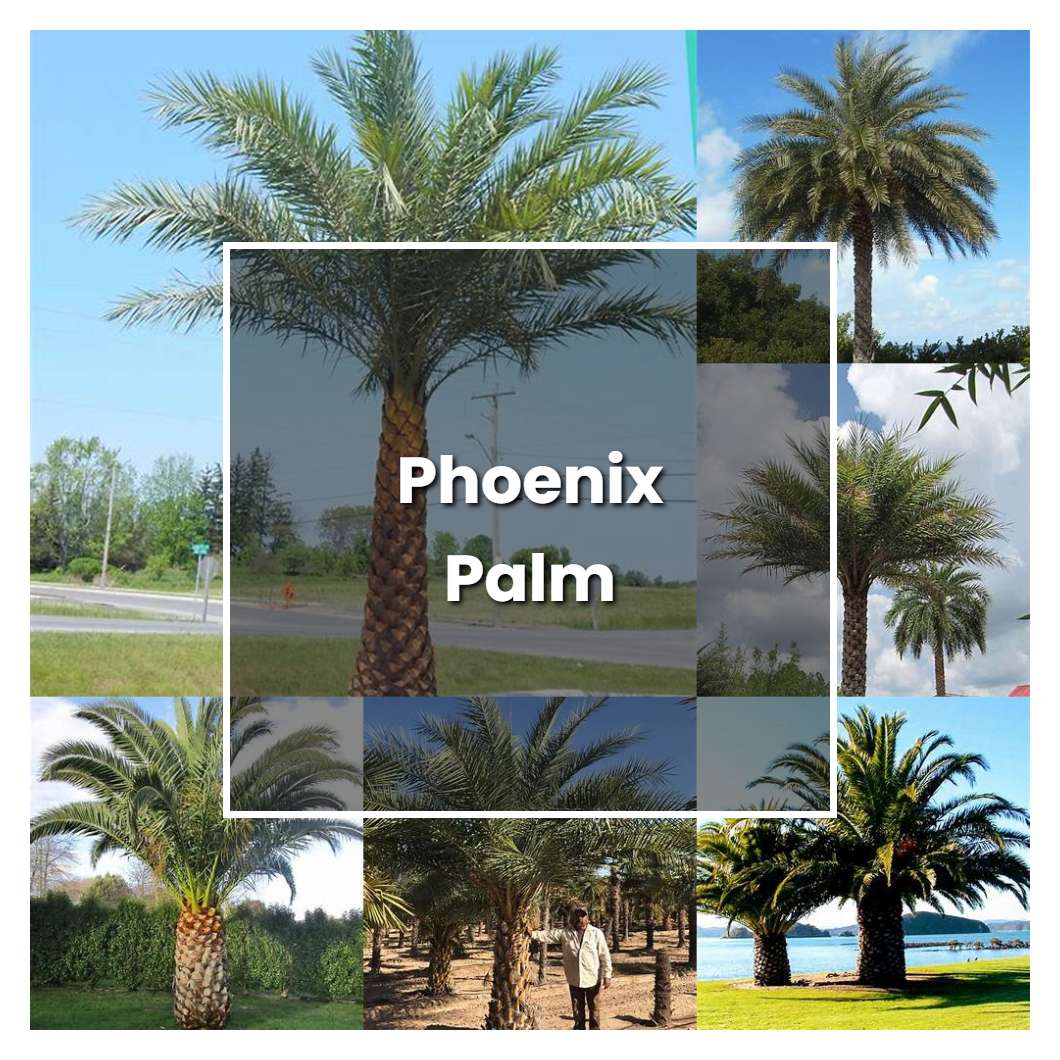 How to Grow Phoenix Palm - Plant Care & Tips | NorwichGardener