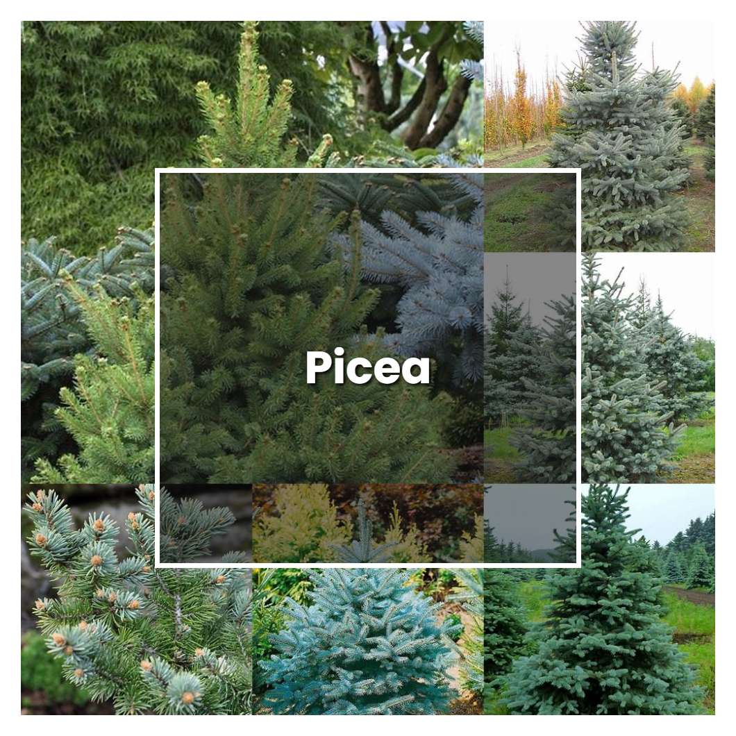 How to Grow Picea - Plant Care & Tips