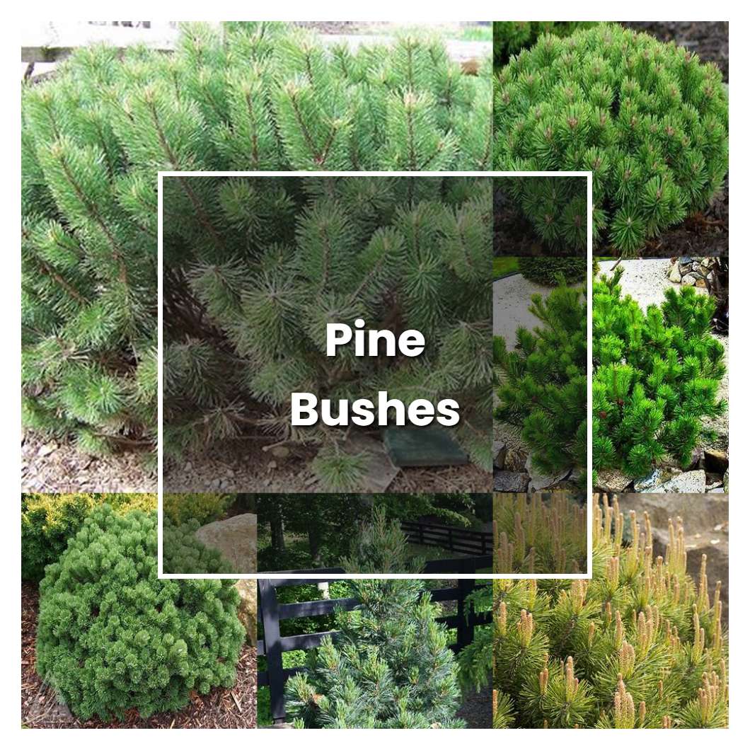 How to Grow Pine Bushes - Plant Care & Tips | NorwichGardener