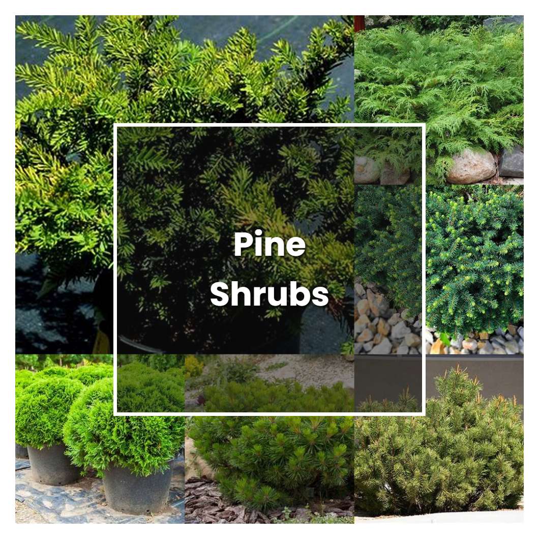 How to Grow Pine Shrubs - Plant Care & Tips | NorwichGardener