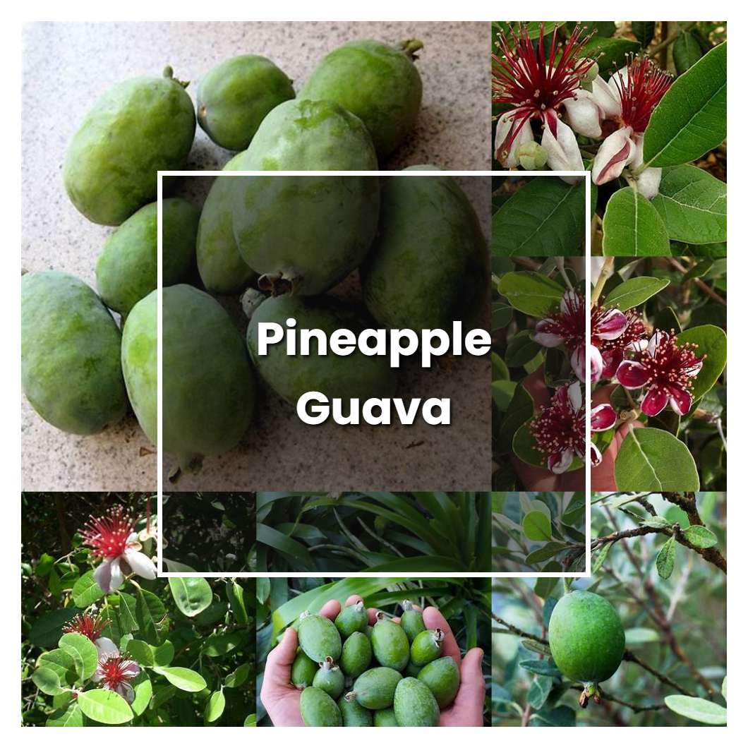 How to Grow Pineapple Guava Plant Care & Tips NorwichGardener