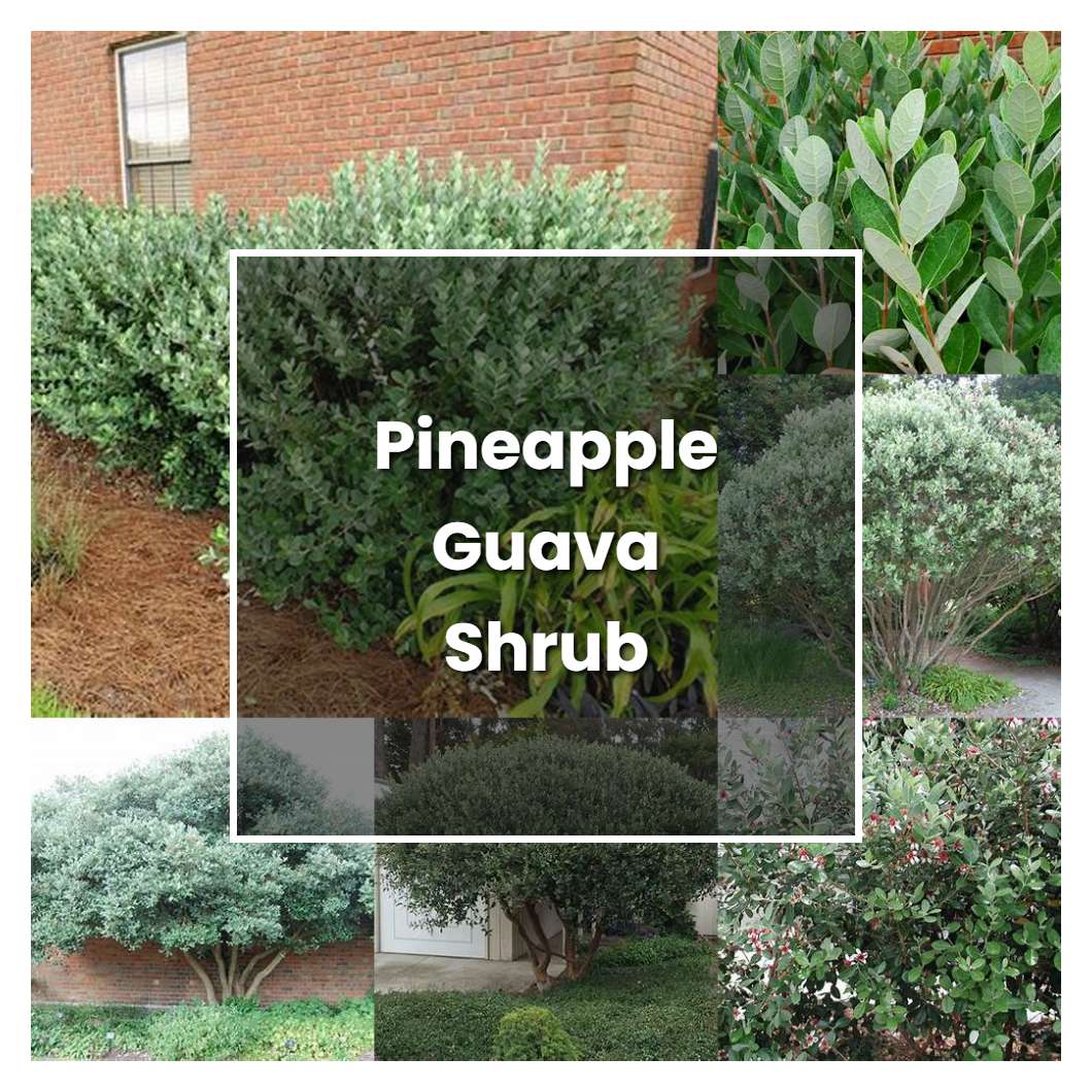 How To Grow Pineapple Guava Shrub Plant Care Tips NorwichGardener