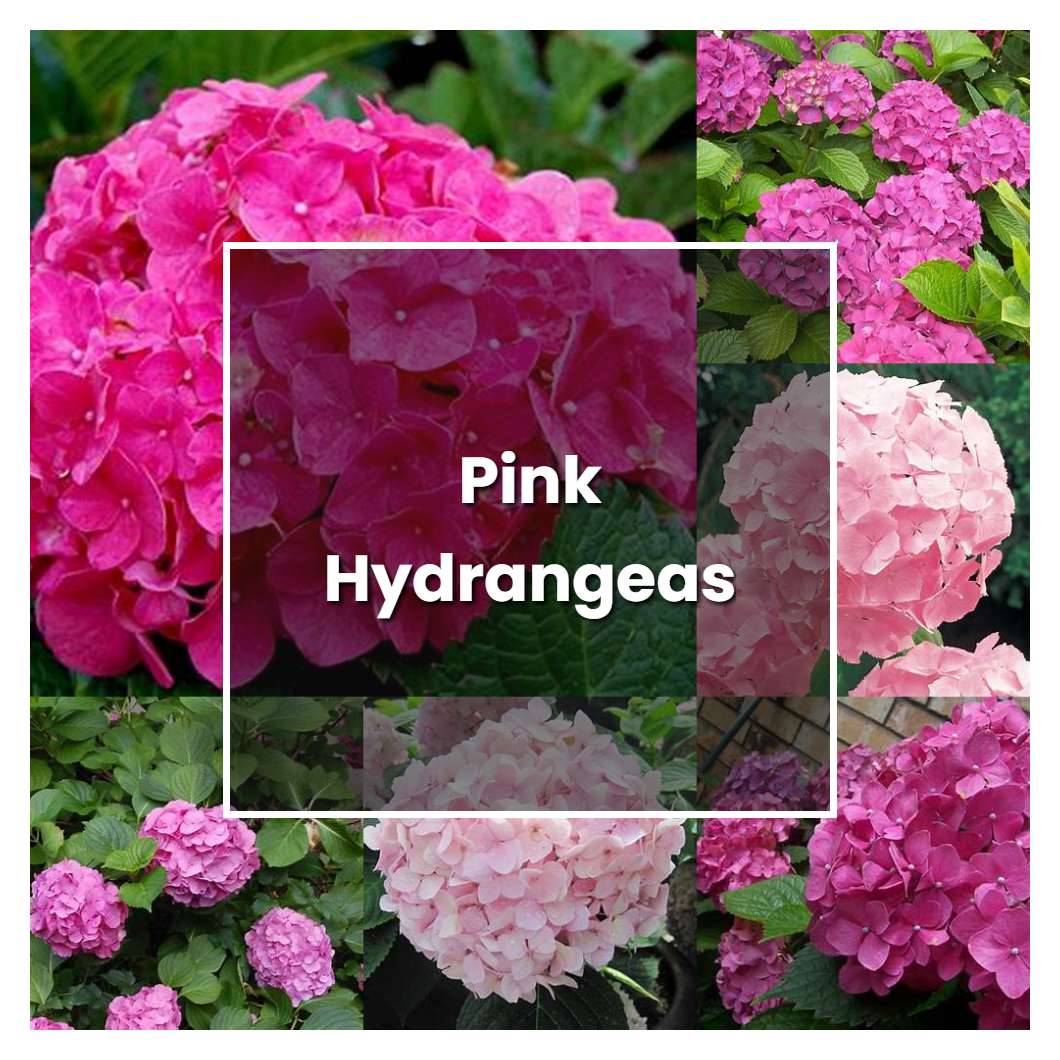 How To Grow Pink Hydrangeas Plant Care Tips NorwichGardener   Pink Hydrangeas Plant Care Grow 