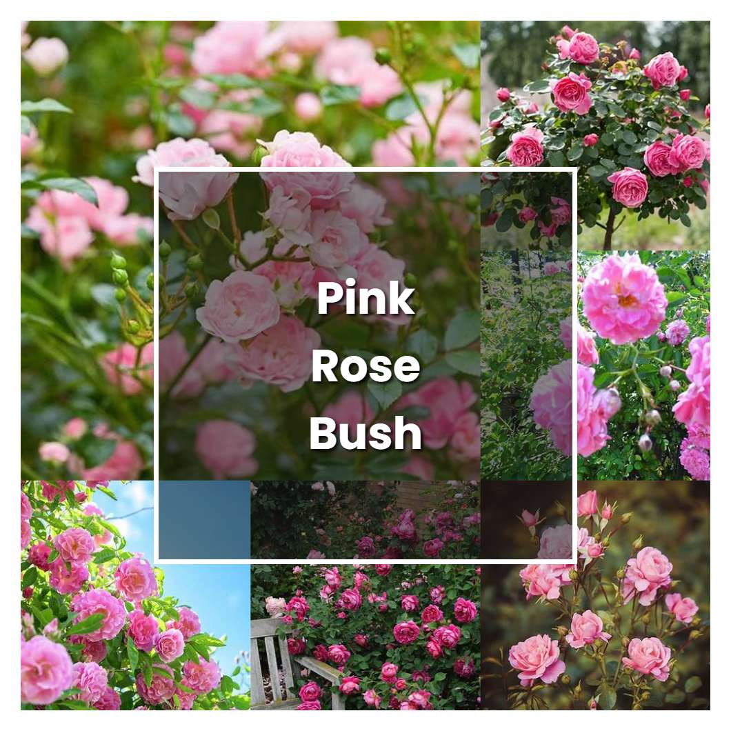 How to Grow Pink Rose Bush Plant Care & Tips NorwichGardener