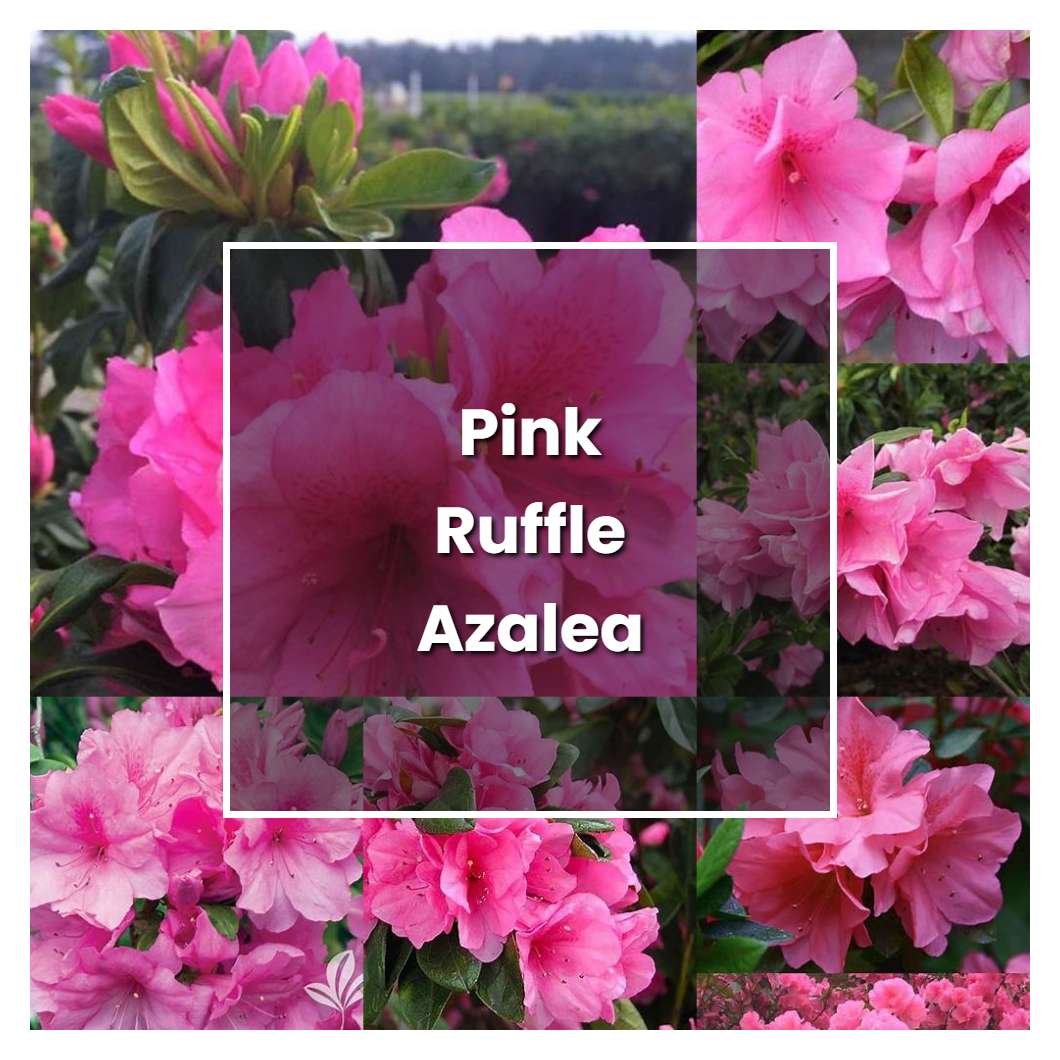 How To Grow Pink Ruffle Azalea - Plant Care & Tips | NorwichGardener