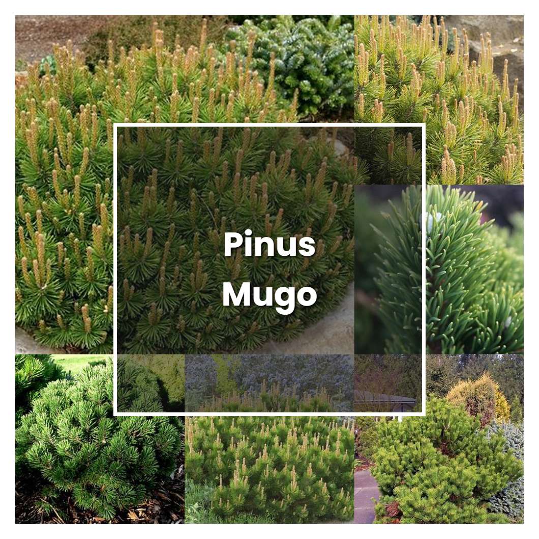 How to Grow Pinus Mugo - Plant Care & Tips | NorwichGardener