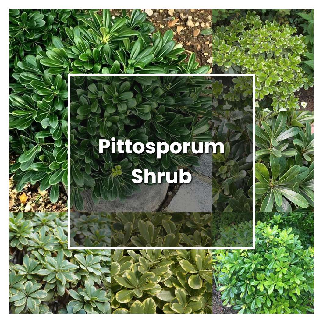 How to Grow Pittosporum Shrub - Plant Care & Tips