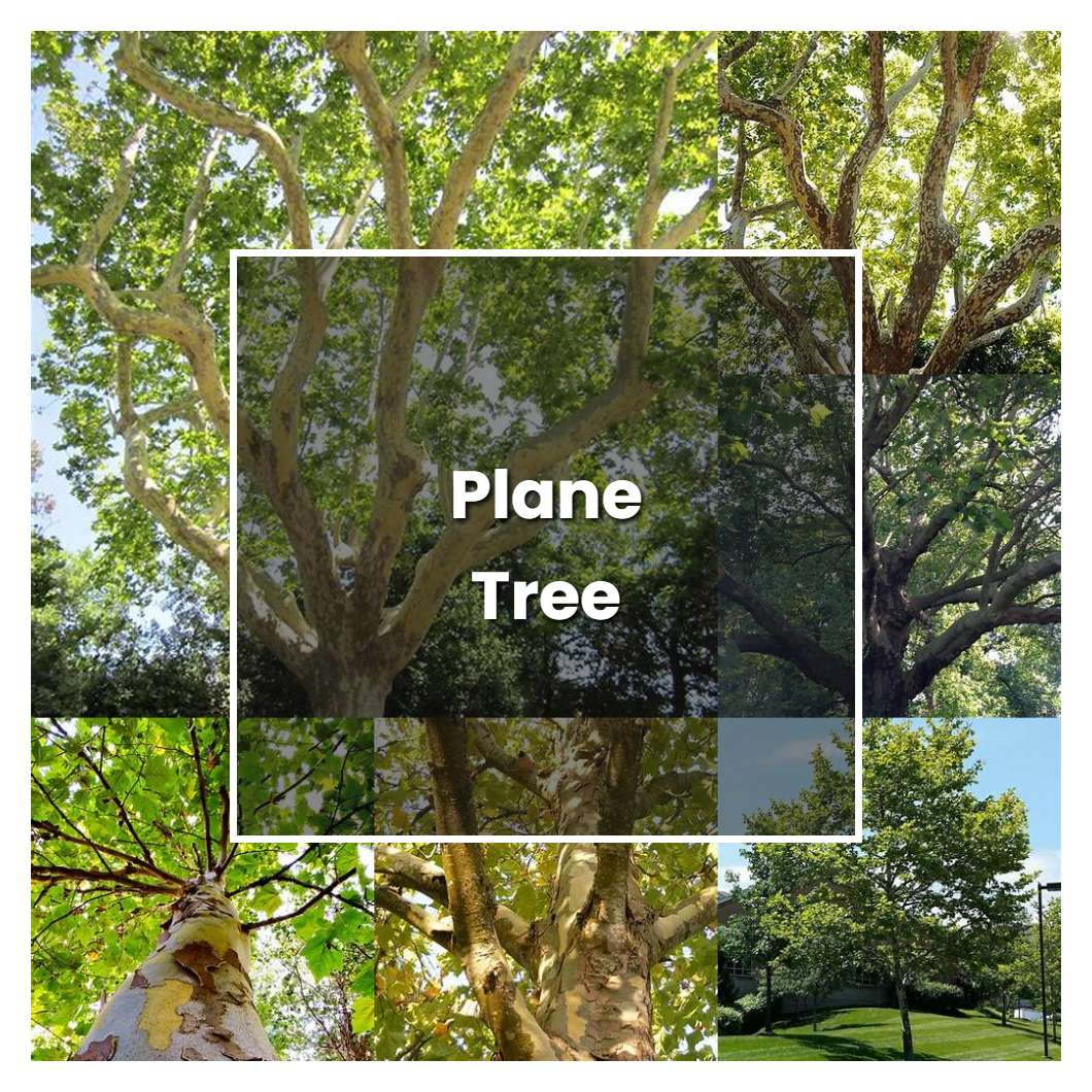 How To Grow Plane Tree Plant Care And Tips Norwichgardener