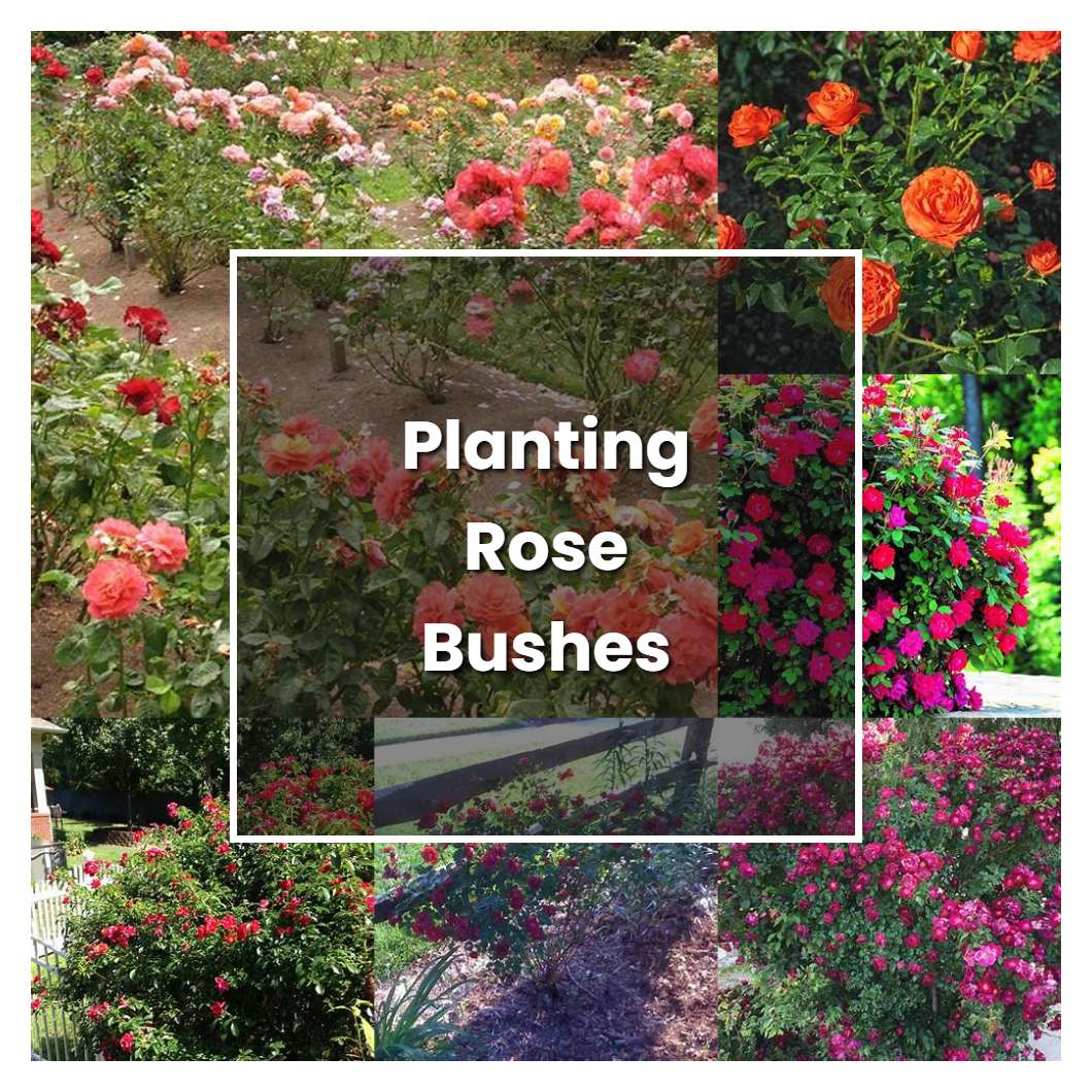 How to Grow Planting Rose Bushes - Plant Care & Tips | NorwichGardener