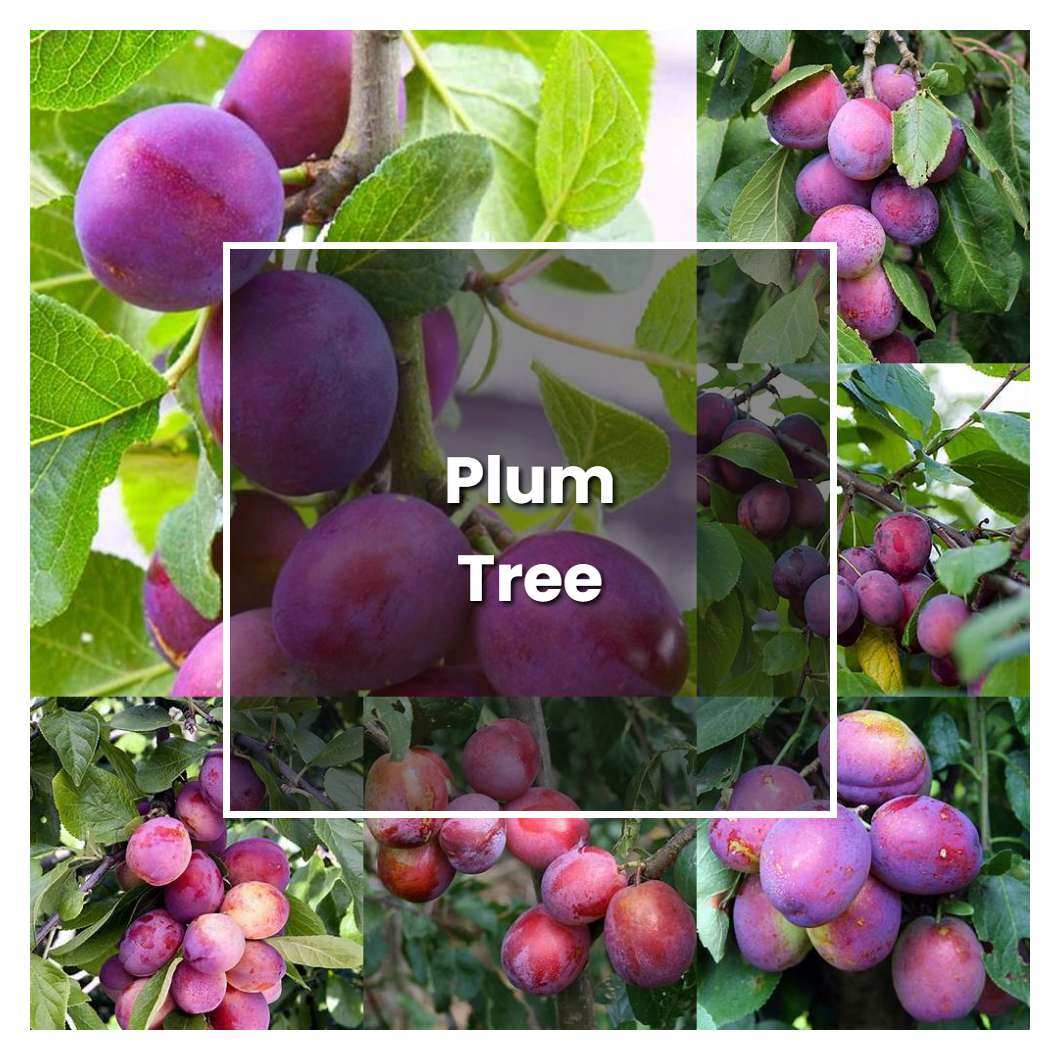 How To Grow Plum Tree - Plant Care & Tips | NorwichGardener