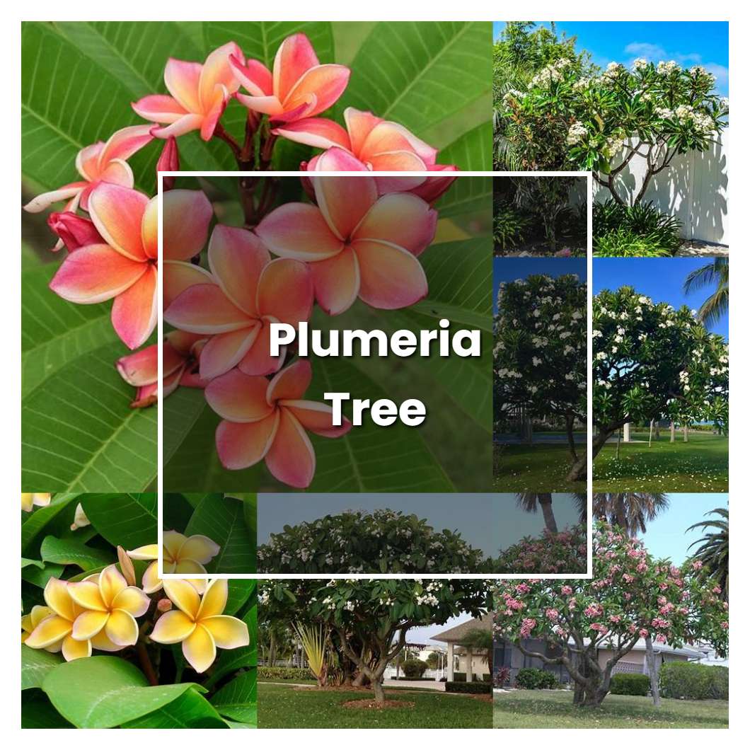 How to Grow Plumeria Tree - Plant Care & Tips