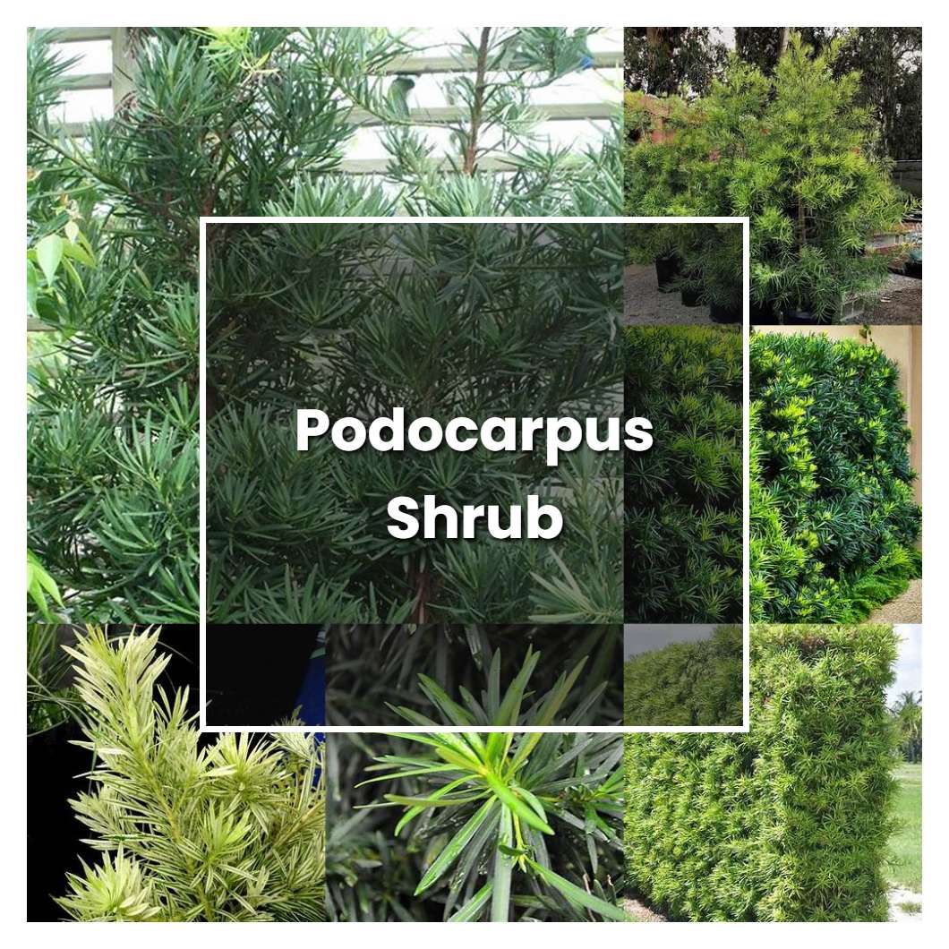 How to Grow Podocarpus Shrub - Plant Care & Tips