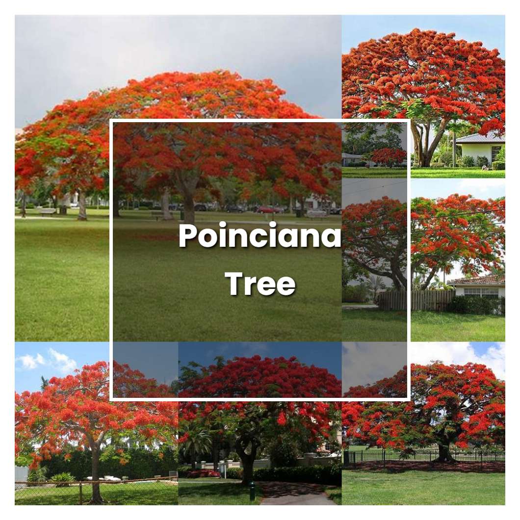 how-to-grow-poinciana-tree-plant-care-tips-norwichgardener