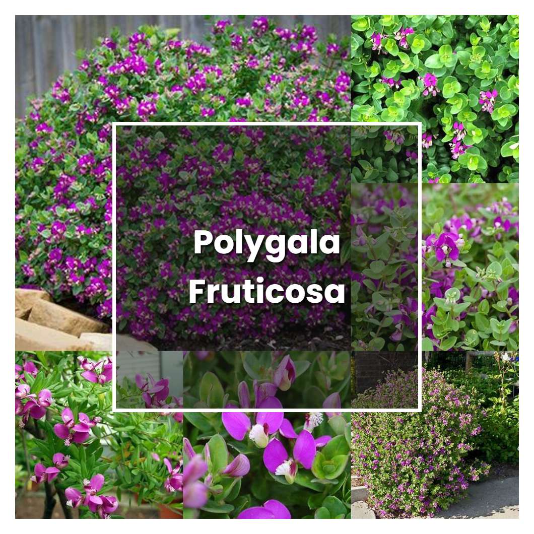 How to Grow Polygala Fruticosa - Plant Care & Tips | NorwichGardener