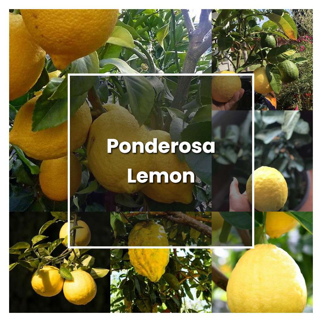 How to Grow Ponderosa Lemon - Plant Care & Tips | NorwichGardener