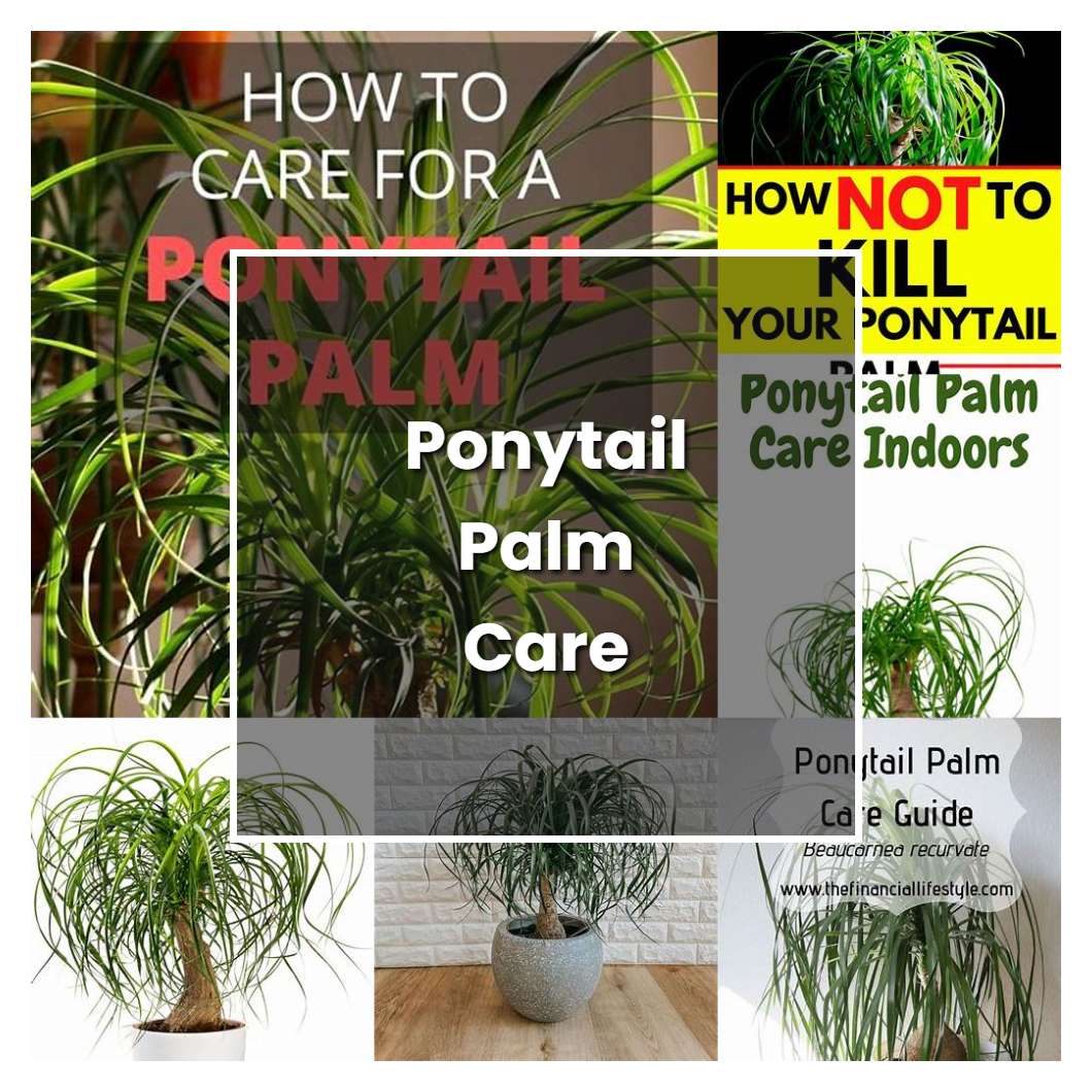 How To Grow Ponytail Palm Care Plant Care And Tips Norwichgardener