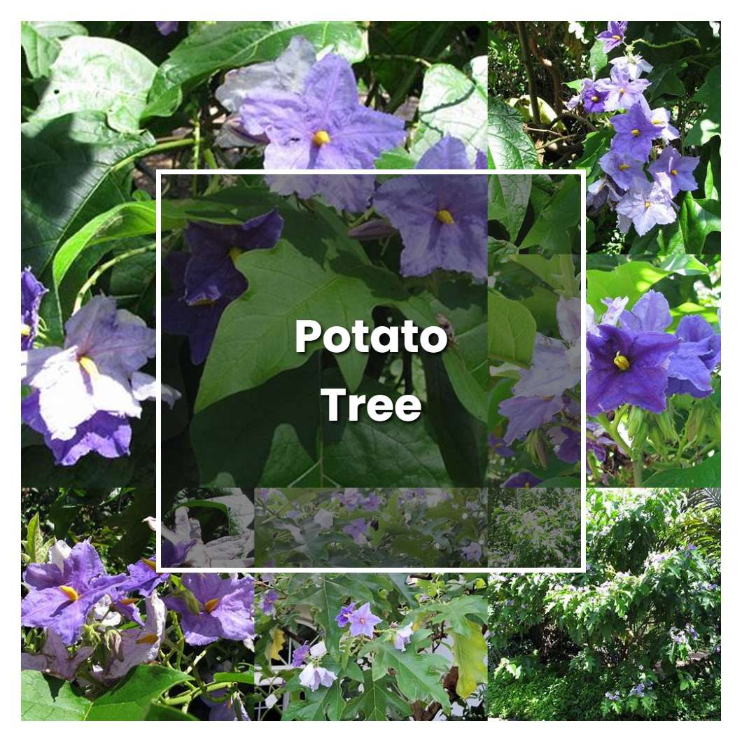 how-to-grow-potato-tree-plant-care-tips-norwichgardener