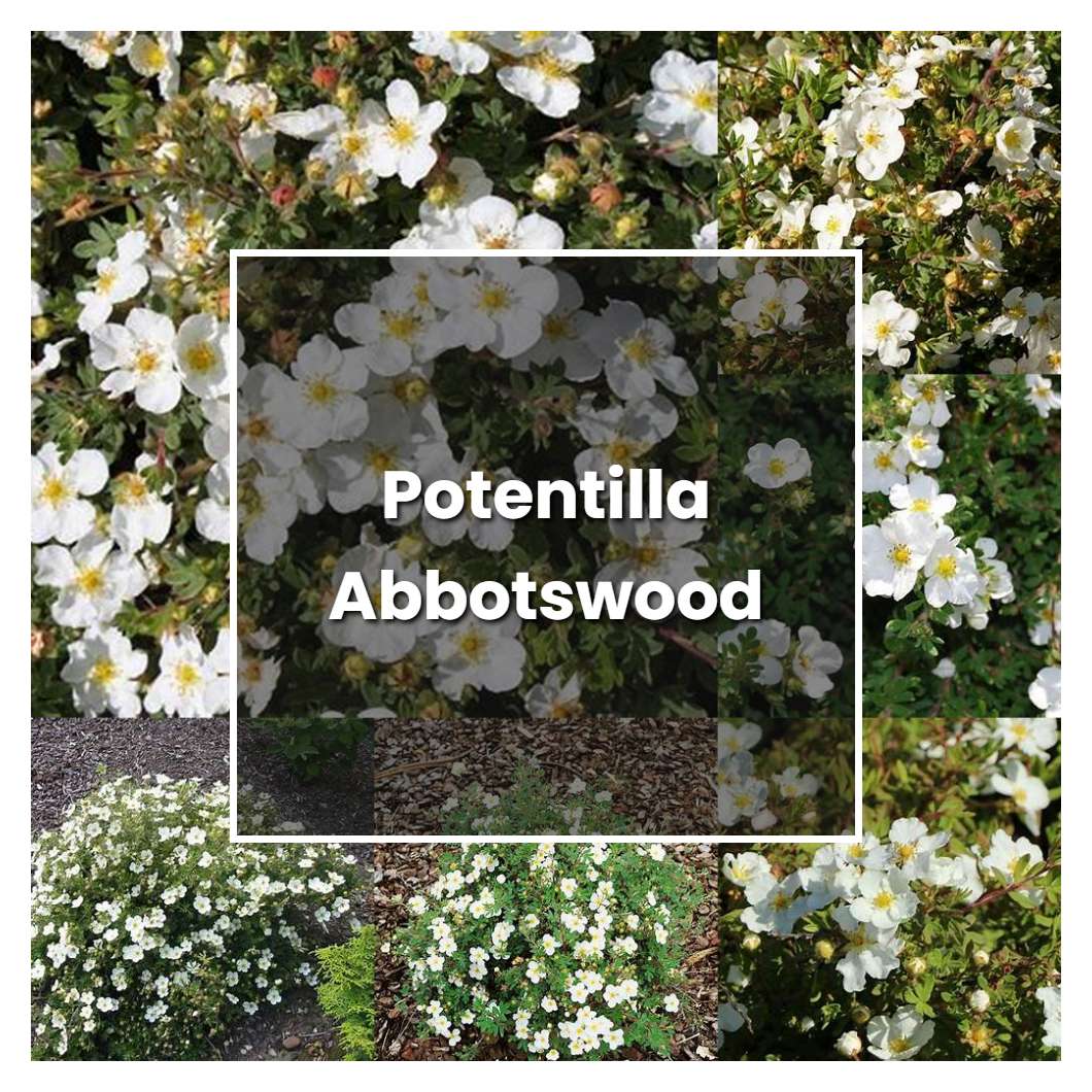 How To Grow Potentilla Abbotswood - Plant Care & Tips | NorwichGardener