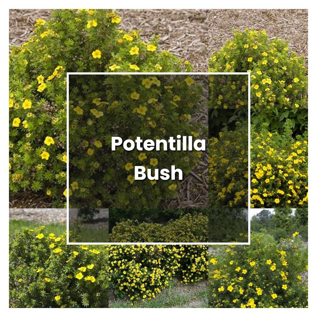 How To Grow Potentilla Bush - Plant Care & Tips | NorwichGardener