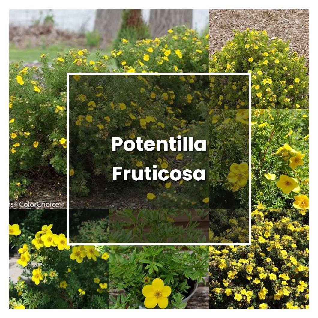 How To Grow Potentilla Fruticosa - Plant Care & Tips | NorwichGardener