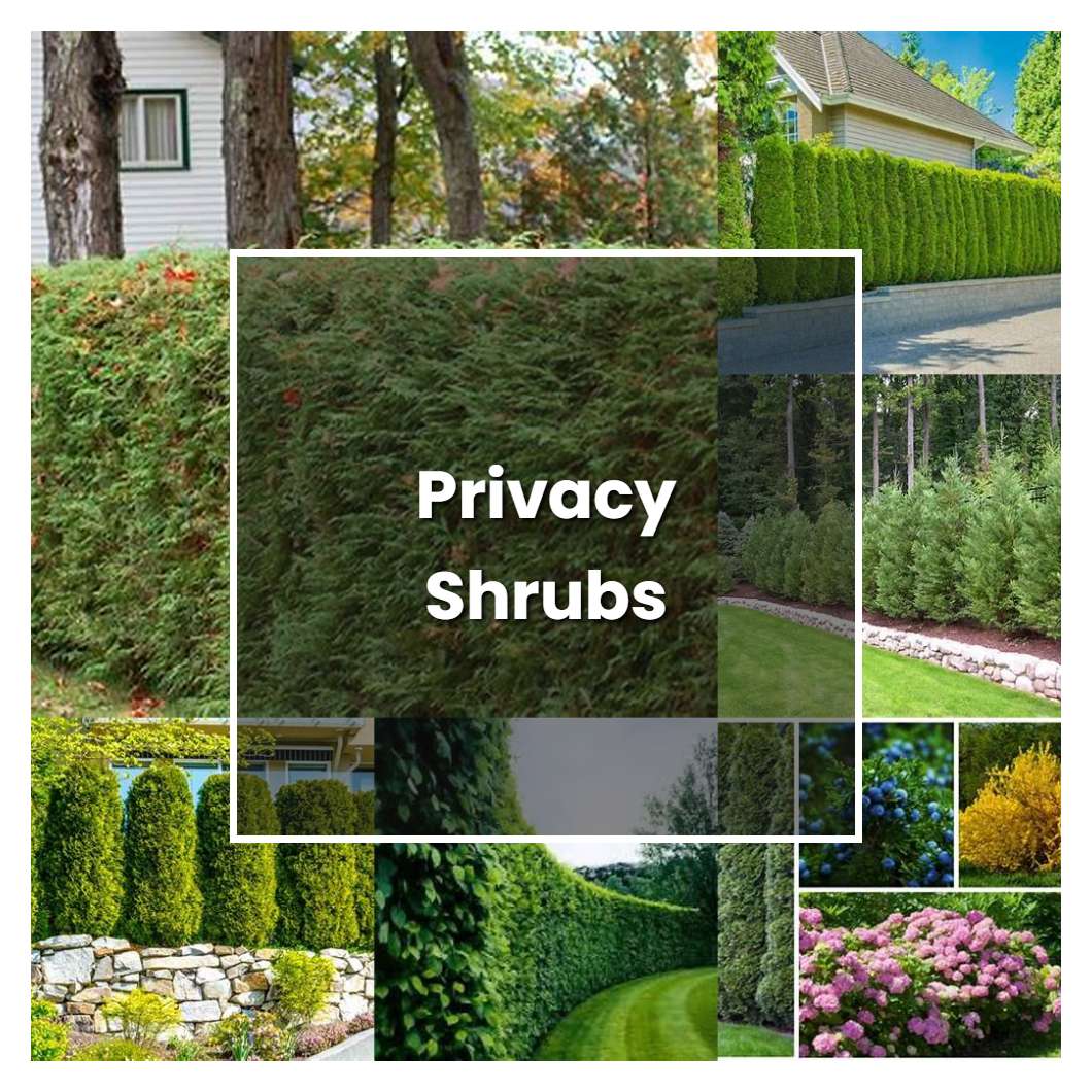 How To Grow Privacy Shrubs - Plant Care & Tips | NorwichGardener