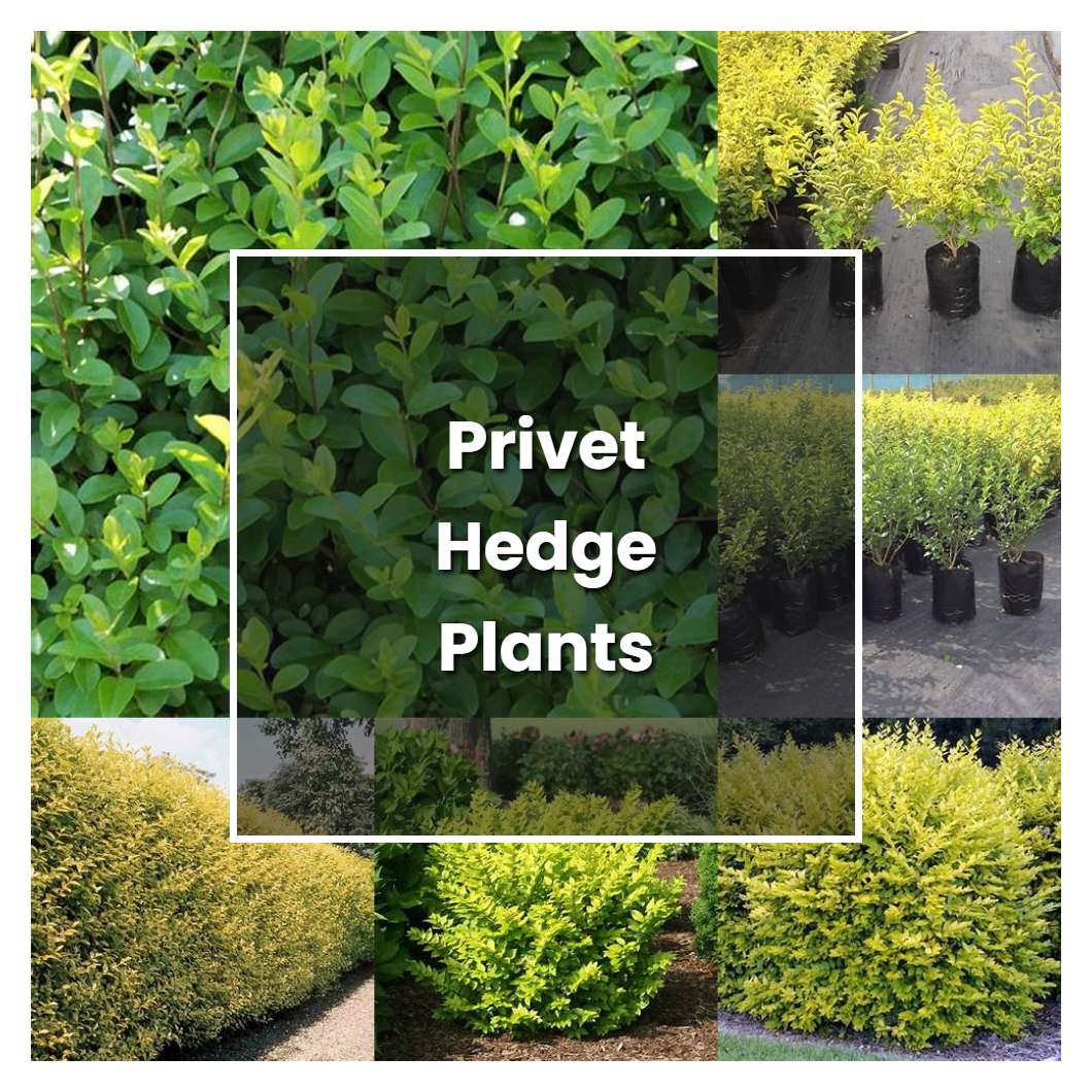 How to Grow Privet Hedge Plants Plant Care & Tips NorwichGardener