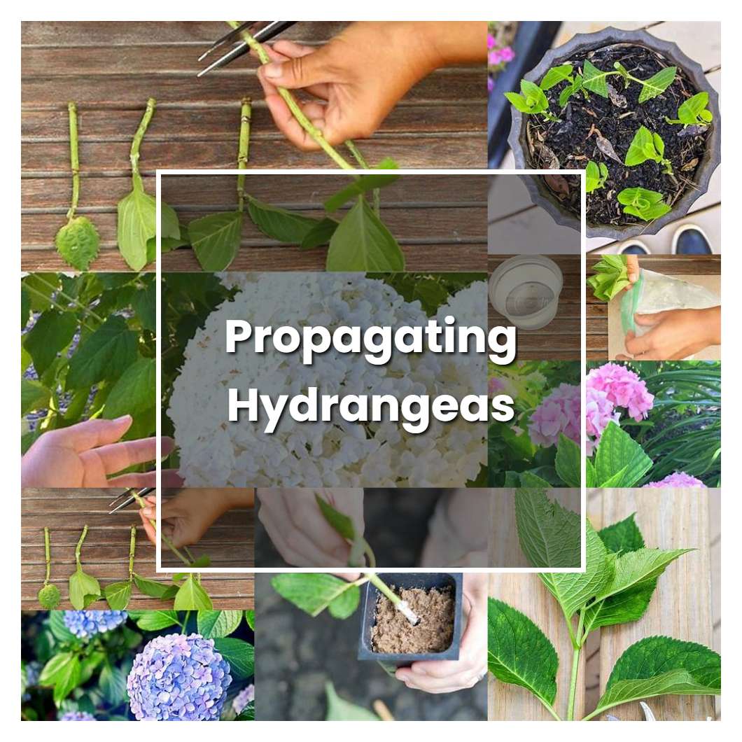 How To Grow Propagating Hydrangeas Plant Care And Tips Norwichgardener