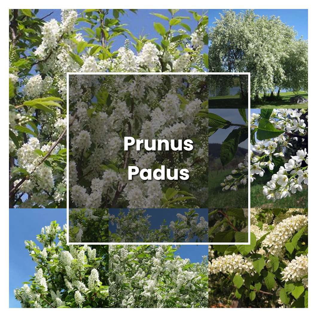 How to Grow Prunus Padus - Plant Care & Tips