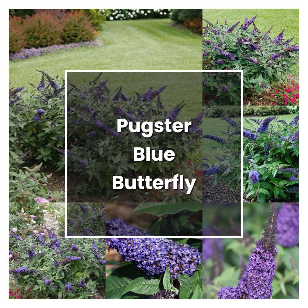 How To Grow Pugster Blue Butterfly Bush Plant Care And Tips Norwichgardener 