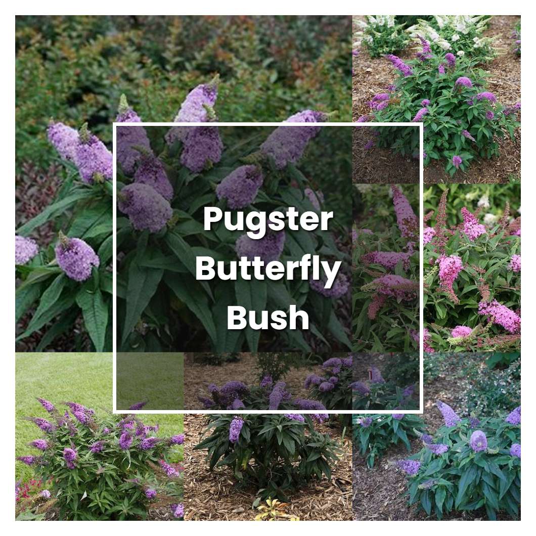 How To Grow Pugster Butterfly Bush Plant Care And Tips Norwichgardener 