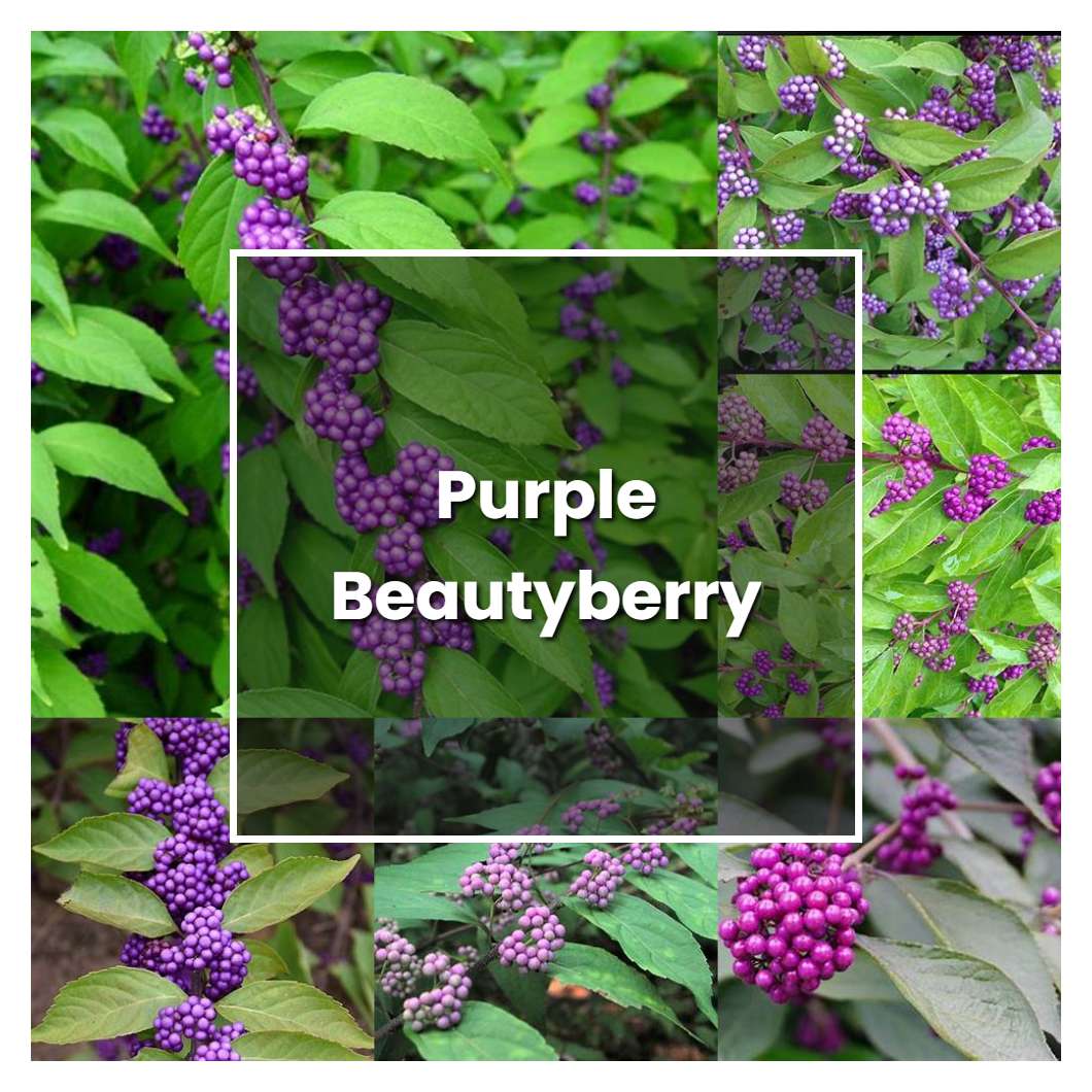 How To Grow Purple Beautyberry Plant Care And Tips Norwichgardener 8366