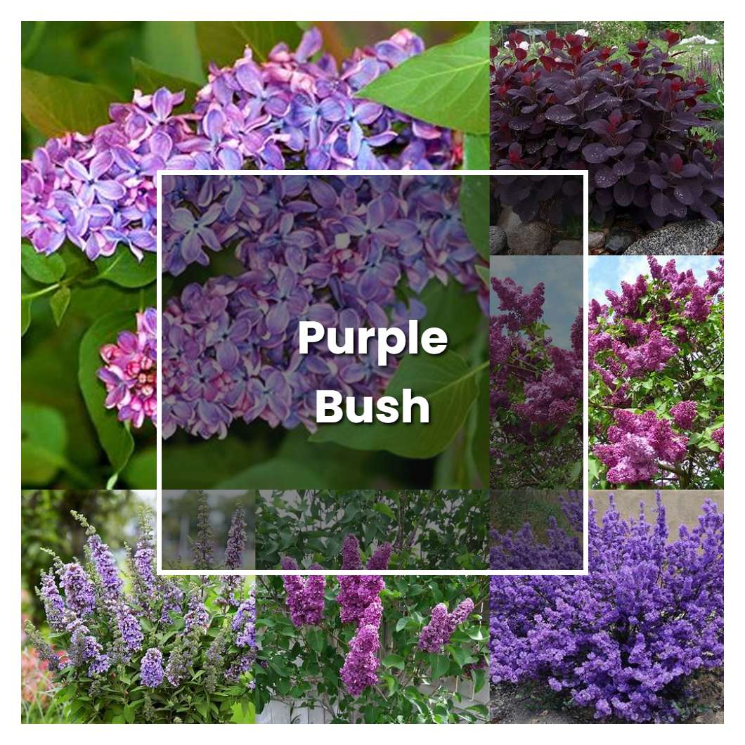 How to Grow Purple Bush - Plant Care & Tips | NorwichGardener