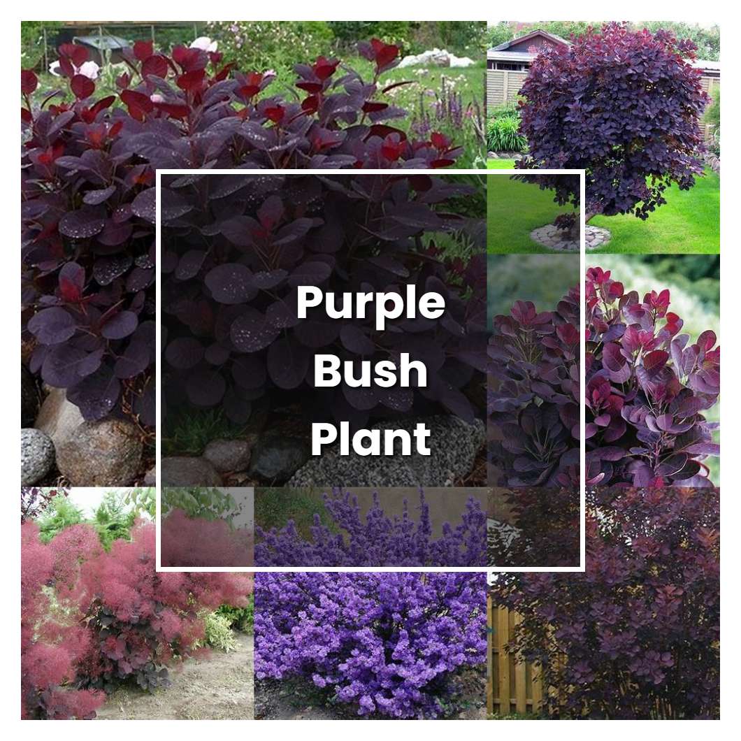 How to Grow Purple Bush Plant - Plant Care & Tips | NorwichGardener