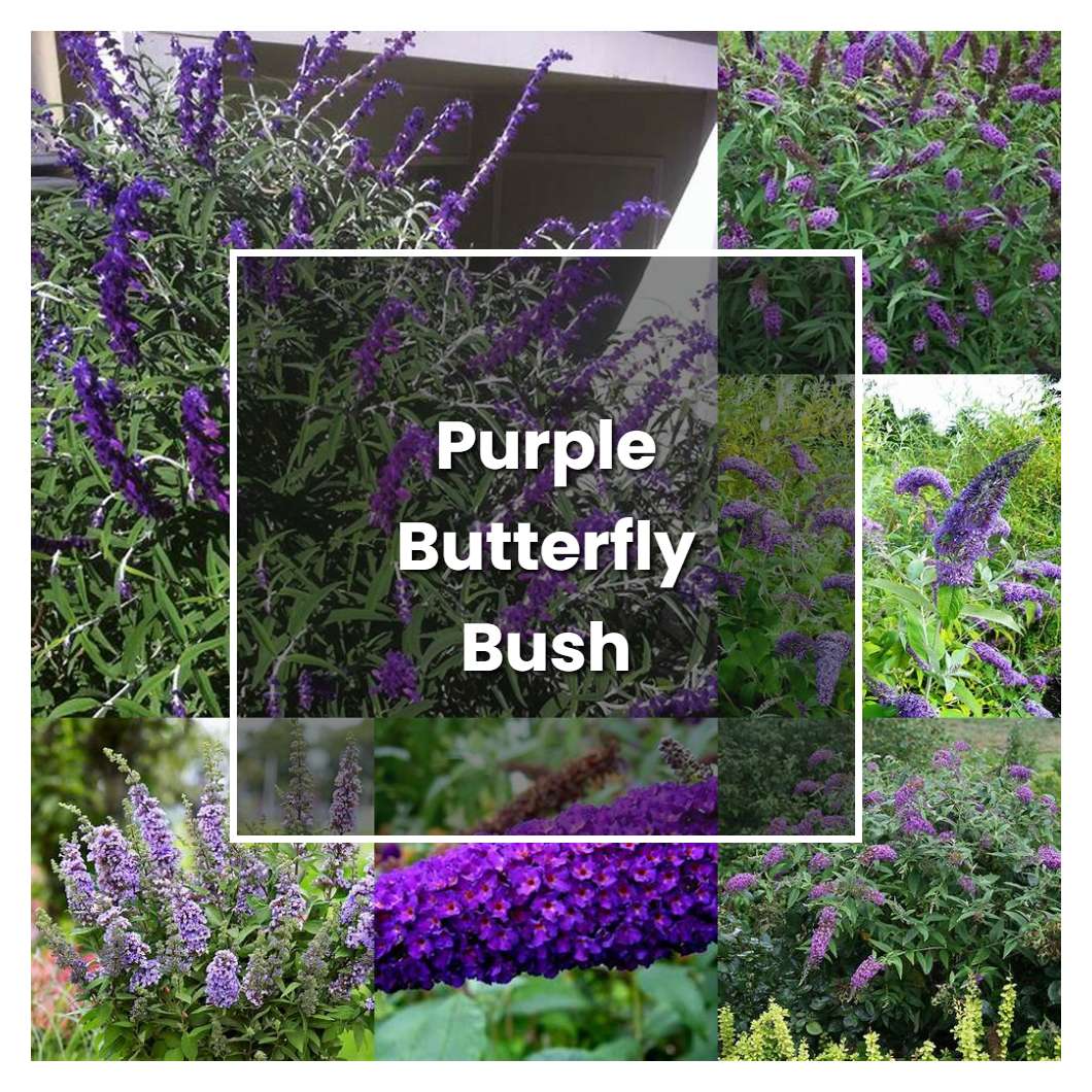 How to Grow Purple Butterfly Bush - Plant Care & Tips | NorwichGardener