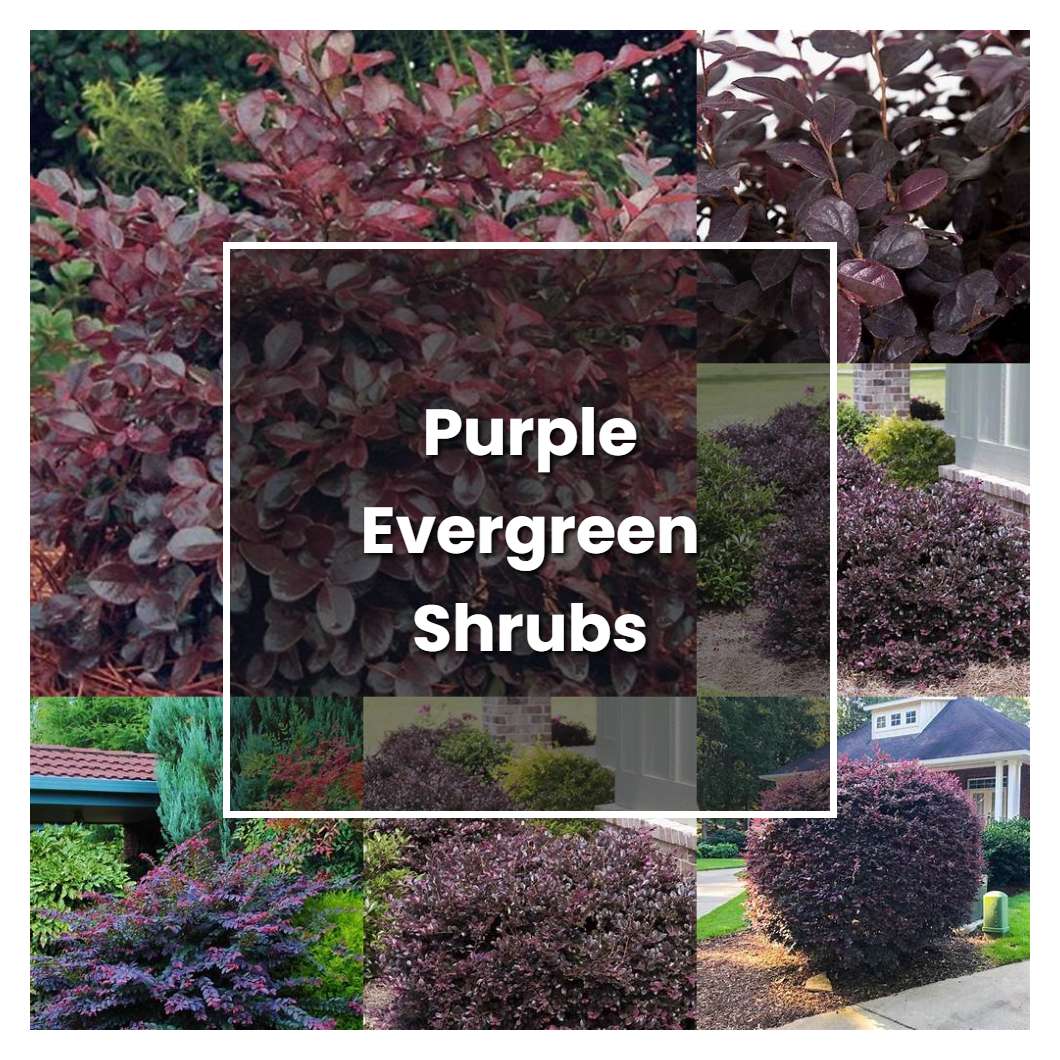 How to Grow Purple Evergreen Shrubs - Plant Care & Tips | NorwichGardener