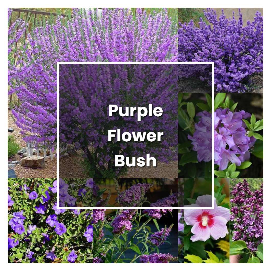 How to Grow Purple Flower Bush - Plant Care & Tips | NorwichGardener