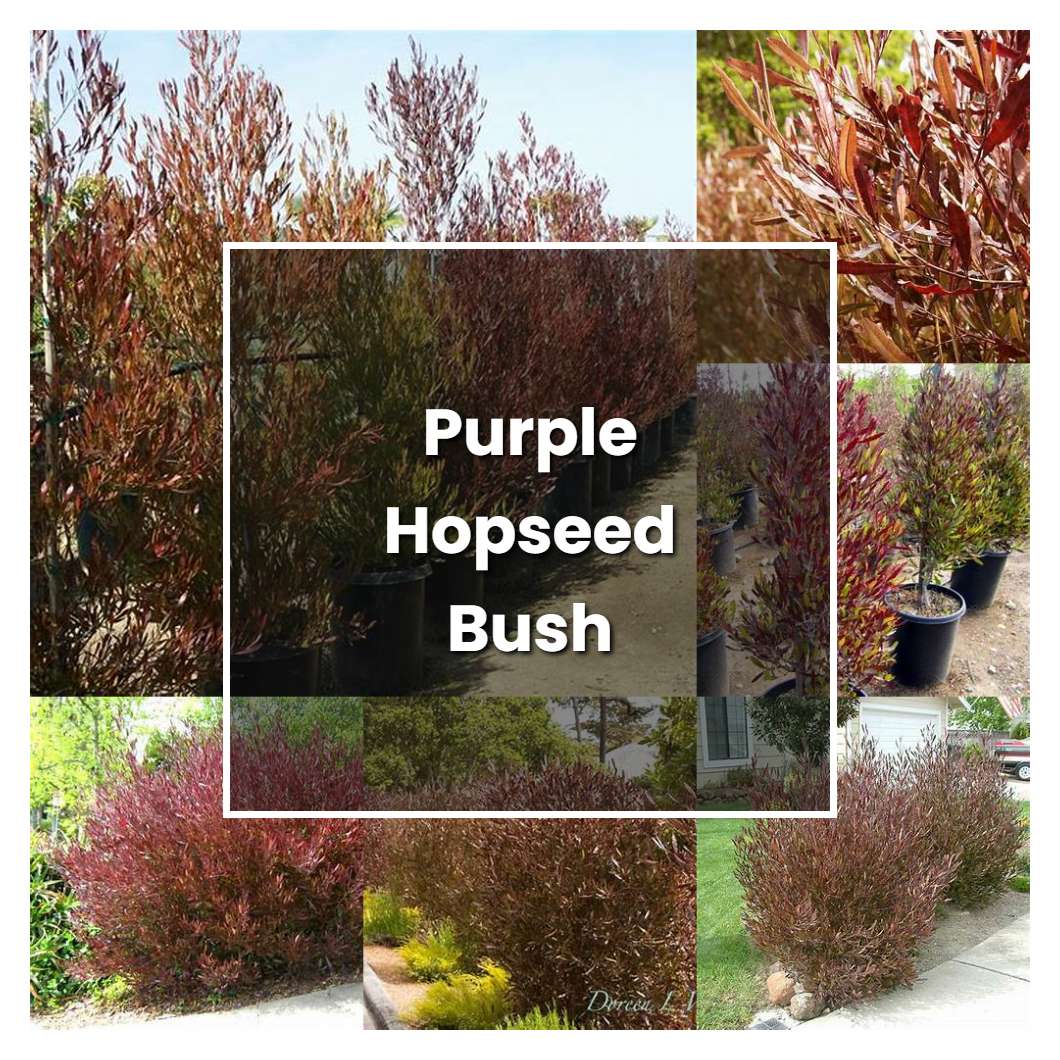 How To Grow Purple Hopseed Bush Plant Care Tips NorwichGardener