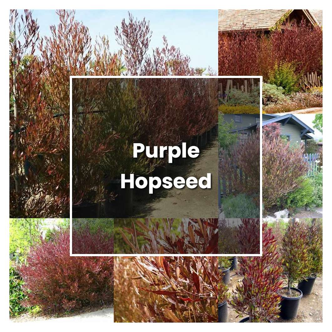 how-to-grow-purple-hopseed-plant-care-tips-norwichgardener