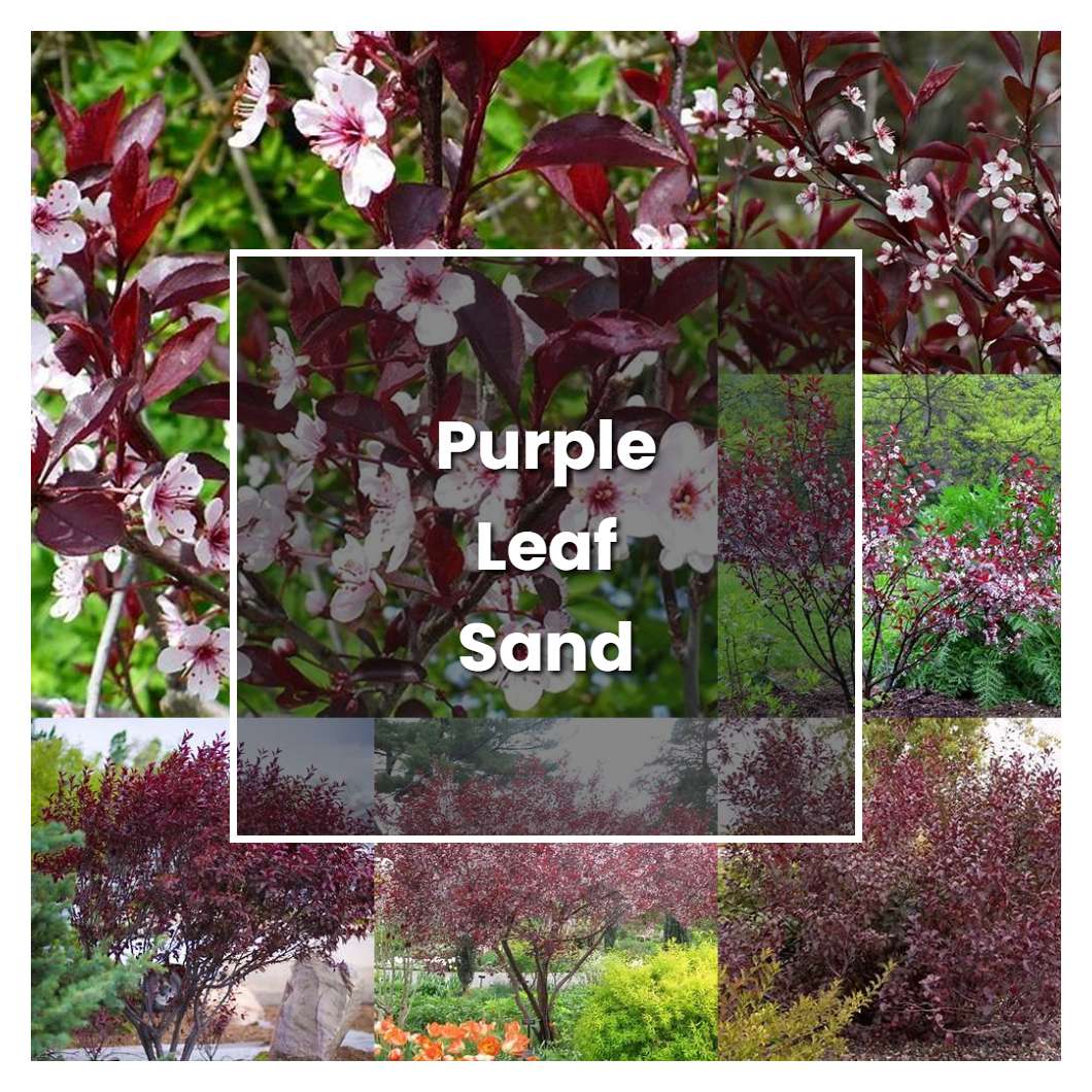 How to Grow Purple Leaf Sand Cherry - Plant Care & Tips | NorwichGardener