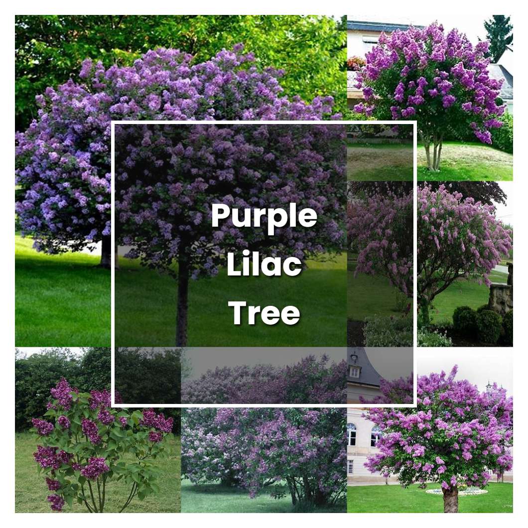 How to Grow Purple Lilac Tree - Plant Care & Tips | NorwichGardener