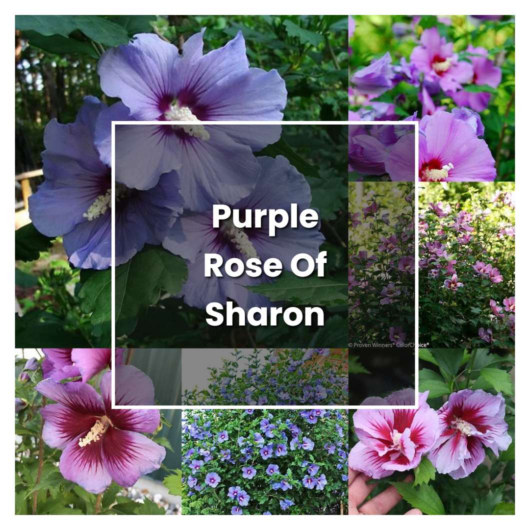 How To Grow Purple Rose Of Sharon Plant Care And Tips Norwichgardener