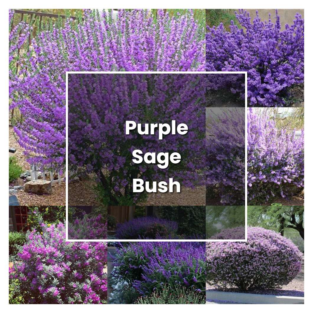 How to Grow Purple Sage Bush - Plant Care & Tips | NorwichGardener